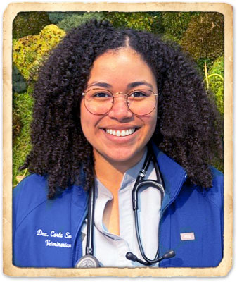 indian harbour beach veterinarians
